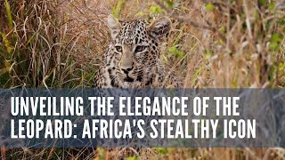 Unveiling the Elegance of the Leopard: Africa's Stealthy Icon #wildlife #animal #leopard #africa