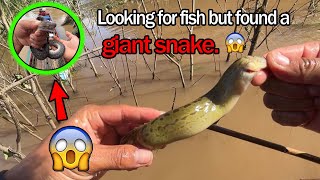Looking to hunt fish but found a giant snake🐍😱