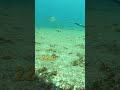 【魚突き】水深22mに凄い漁礁を見つけた I found some artificial constructions at the bottom of the sea. #shorts