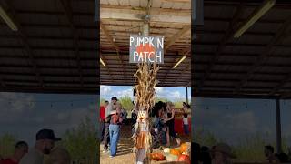 Pumpkin 🎃 Patch at Southern Hills Farm, FL #pumpkinpatch #pumpkin #farm #fall #autumn #sunflower