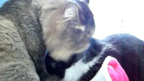 Video 4079621: exotic shorthair persian