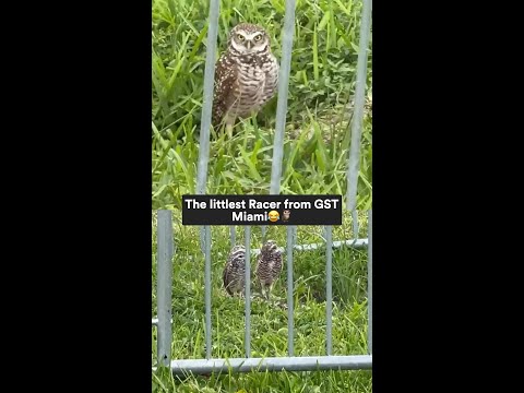 Burrowing Owls take interest in GST!