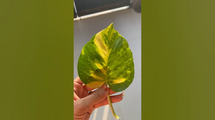 Leaf raincoat baby #painting #leafpainting #leafart #shortindia #shorts #craft #raincoatbaby#baby