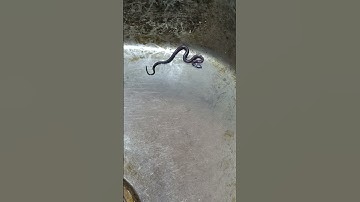 nagin nagin#music  #snakevideo  # snake