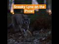 Jungle Ambush! Lynx vs Squirrel | Nature’s Sneakiest Showdown 🐾🌲 #wildlife
