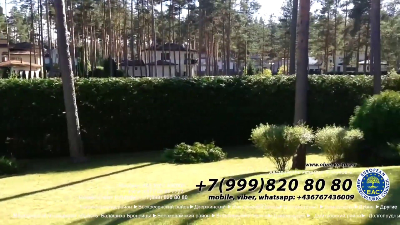 обрезка-туй Москва ☎ +79990008108 и стрижка туй формирование туй цена ...