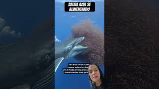 Baleia azul