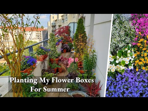 Vidéo: Hanging Basket Flowers For Shade – Faire pousser des fleurs d'ombre dans des paniers suspendus