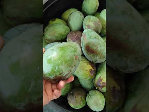 Organic Mangoes 2025 