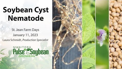 Soybean Cyst Nematode - January 11, 2023
