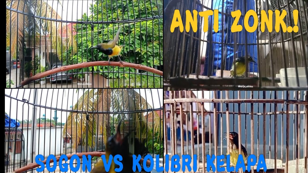 suara pikat burung sogon vs kolibri              kelapa ribut 
