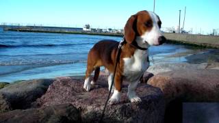 Drever - (Swedish Dachsbracke)  - Dog Breed by World animals 3,415 views 7 years ago 1 minute, 43 seconds