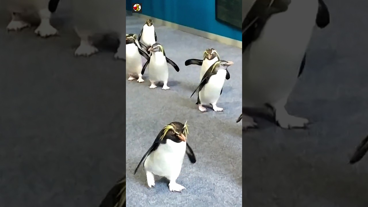 Penguin sounds 🐧 ( part 2 )