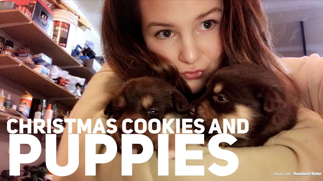CHRISTMAS COOKIES AND PUPPIES!!!(vlog) - YouTube