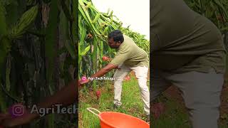 వేడిని తట్టుకొనే డ్రాగన్ సాగు | High Yield Dragon Farm | AgriTech Telugu