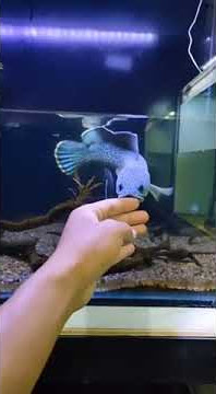 story wa chana barca🤣