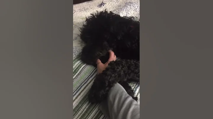 Golden Doodle ELVIS Won't let MoM stop!