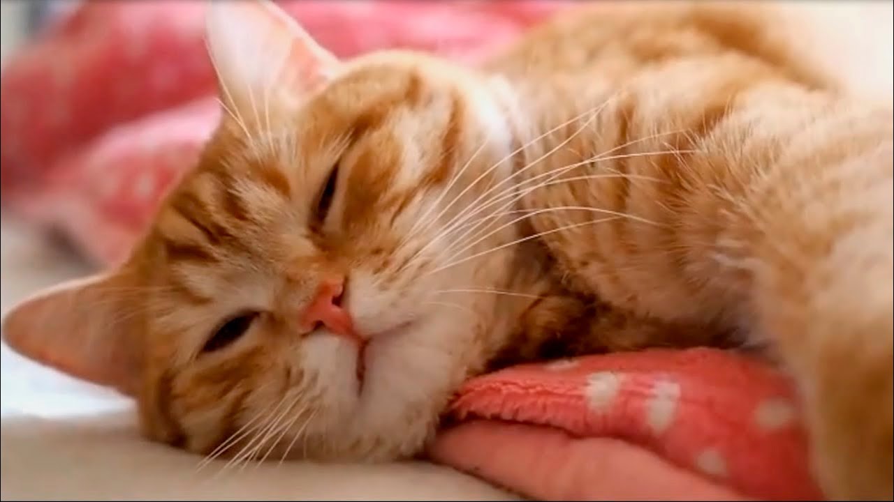 Ты мой миленький, хорошенький мой котик Поёт Масяня