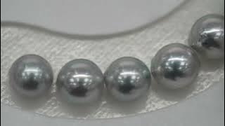 21pcs Akoya Pearl 