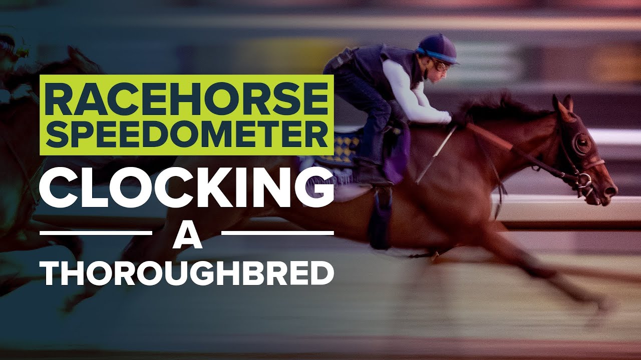 HOW FAST IS A HORSE? TRACKING A THOROUGHBRED AT BREEDERS' CUP YouTube