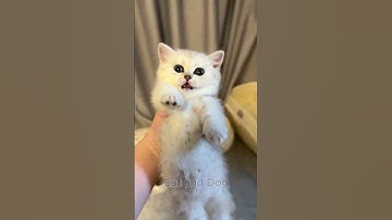 Mèo con đáng yêu nhé #cute  #cat