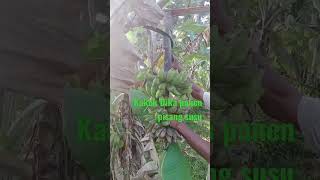 Kakek panen pisang susu di kebun #shorts #shortsvideo #short #shortvideo
