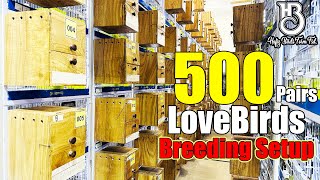 Visit AWA Aviary 500 Lovebird's Breeding Setup in Faisalabad