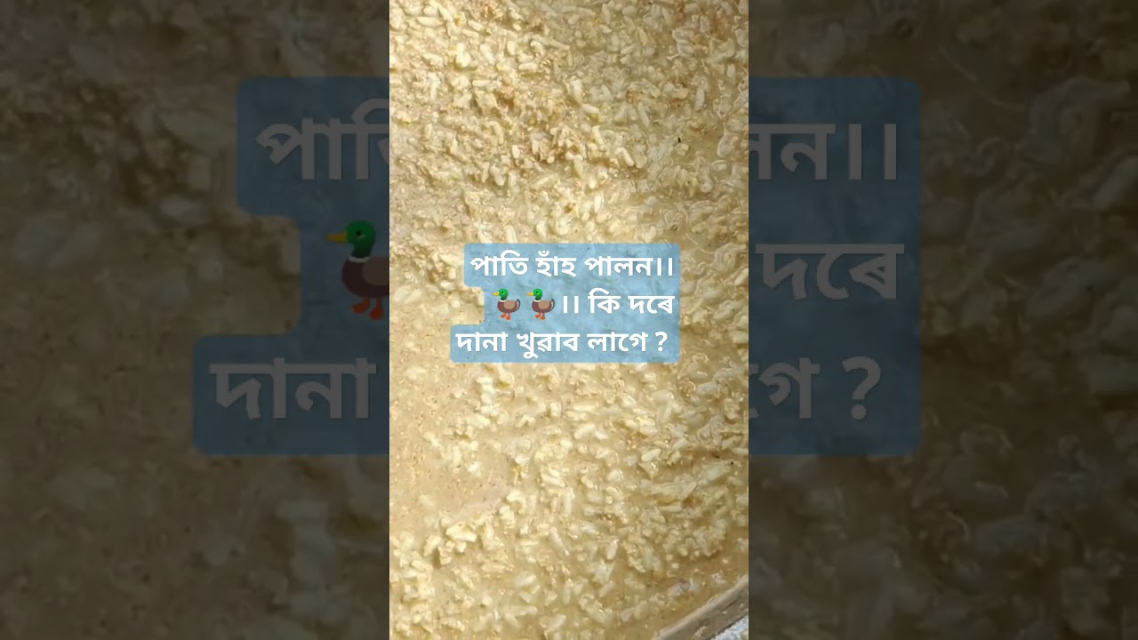 pati hah palon 🦆 ki dore dana khuabo lage ? duck farm in Assam 🙏