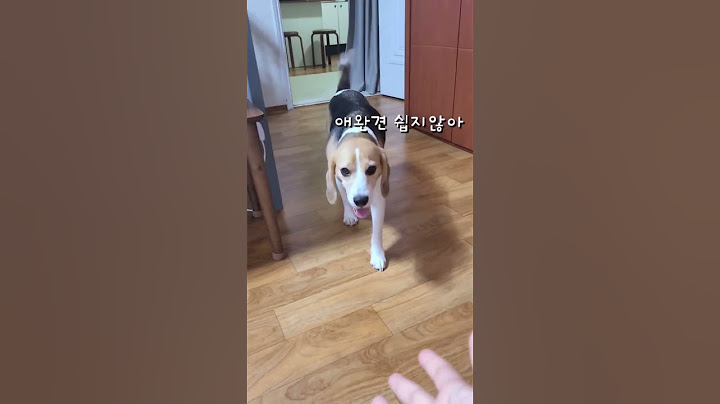 부르면 억지로라도 오는 강아지 비글(웃는얼굴에 그렇지 못한 몸짓)