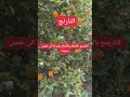 زراعة النارنج نارنج      ترند