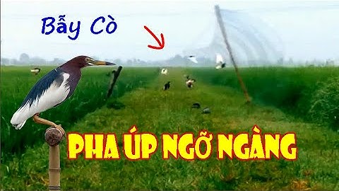 Hành Trình Theo Chân Thợ Bẫy Cò - Bẫy Cò Trên Cánh Đồng Lúa/ Pha Úp Gọn 3 Em Cò T80