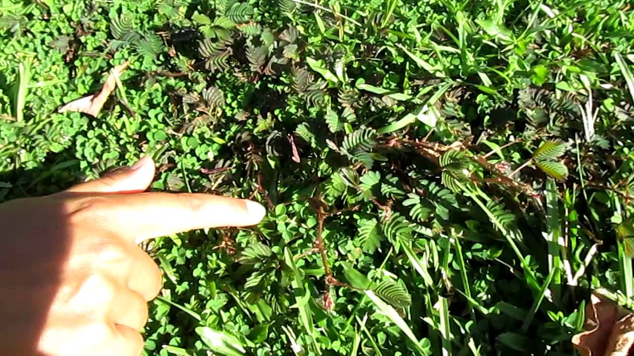 Kruidje - Roer - Me -Niet