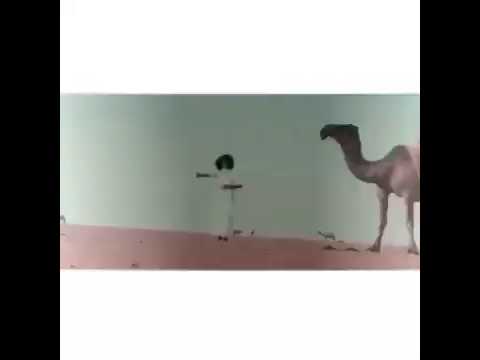 القبابنه ساس الفخر