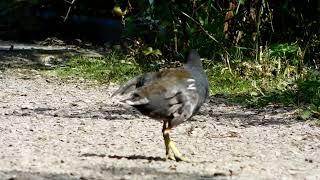 Moorhen on a Path screenshot 5