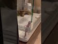 クネクネしながら脱走のチャンスを伺うヒョウモントカゲモドキ
