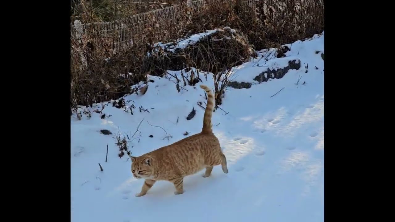 하얀 눈밭을 걷는 