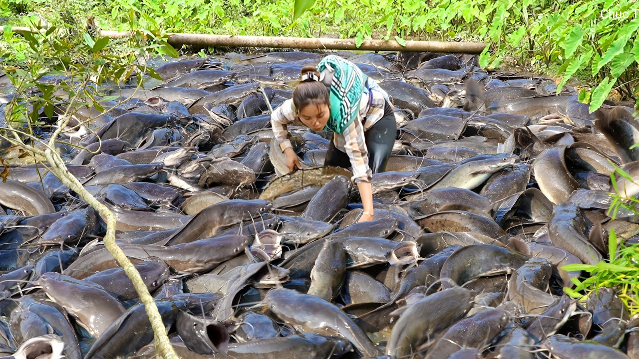 Catching 2000+ Giant Carp & Catfish by Hand in the Forest to Sell at the Market, Buy Toy for my Kids