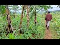 Nyamata Musenyi Komesa Ndagurisha Ubutaka Ubuso 10000 MiIion25 Nubuhinzi 0781087088 
