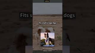 Best No-Pull Dog Harness for Large Dogs | Easy Walking