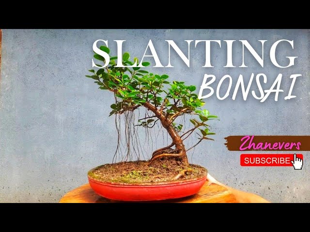 bonsai watercolor Bonsai Green Watercolor Reflection Artwork main image 0