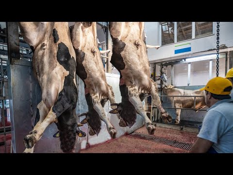 Modern Cow Raising & Transpor Method - Cattle Slaughter Factory - Tanning Processing Technology