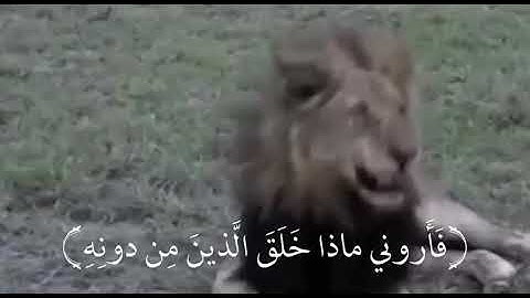 ( هذا خلق الله فأروني ماذا خلق الذين من دونه ) القارئ ياسر الدوسري