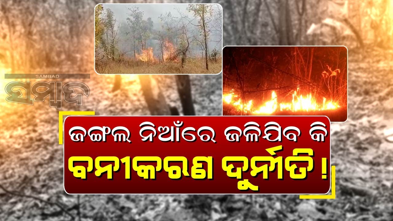 Odisha: Forest Fire In Bolangir Raises Concern | Sambad
