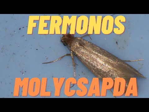 Videó: Moth Raptor: élelmiszer-moly Aeroszolok és Csapdák, Levendula Illatú Gélrész és Egyéb Jogorvoslatok