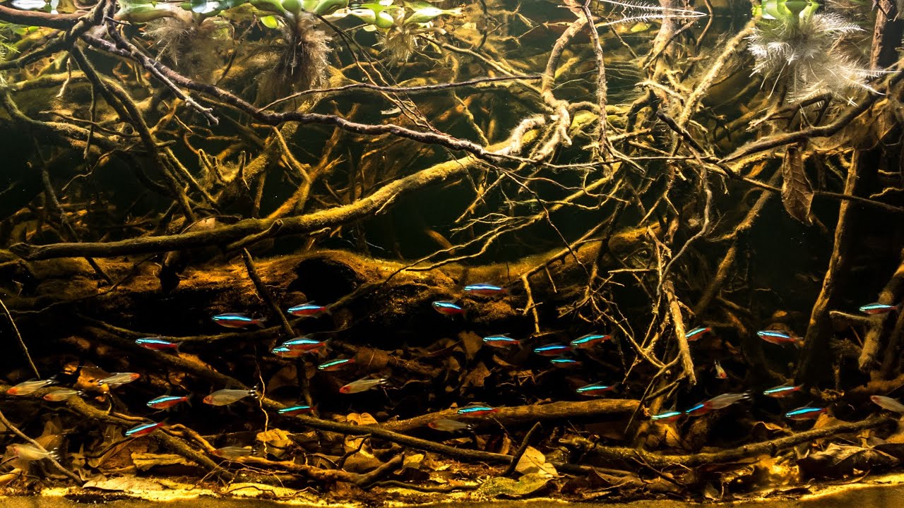 #BADC2019 / Forest Creek near Barcelus, Rio Negro Tributaries in Brazil, 300 L