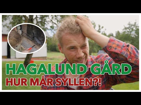 Video: Vad inspekterar en brandvakt?