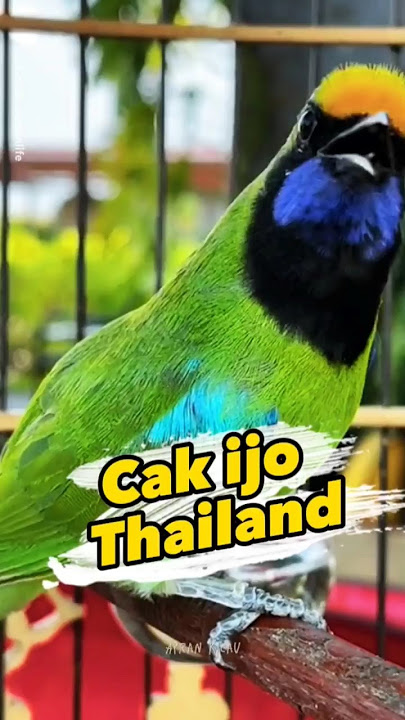Cak Ijo Thailand #cucakijo #cucakijogacor