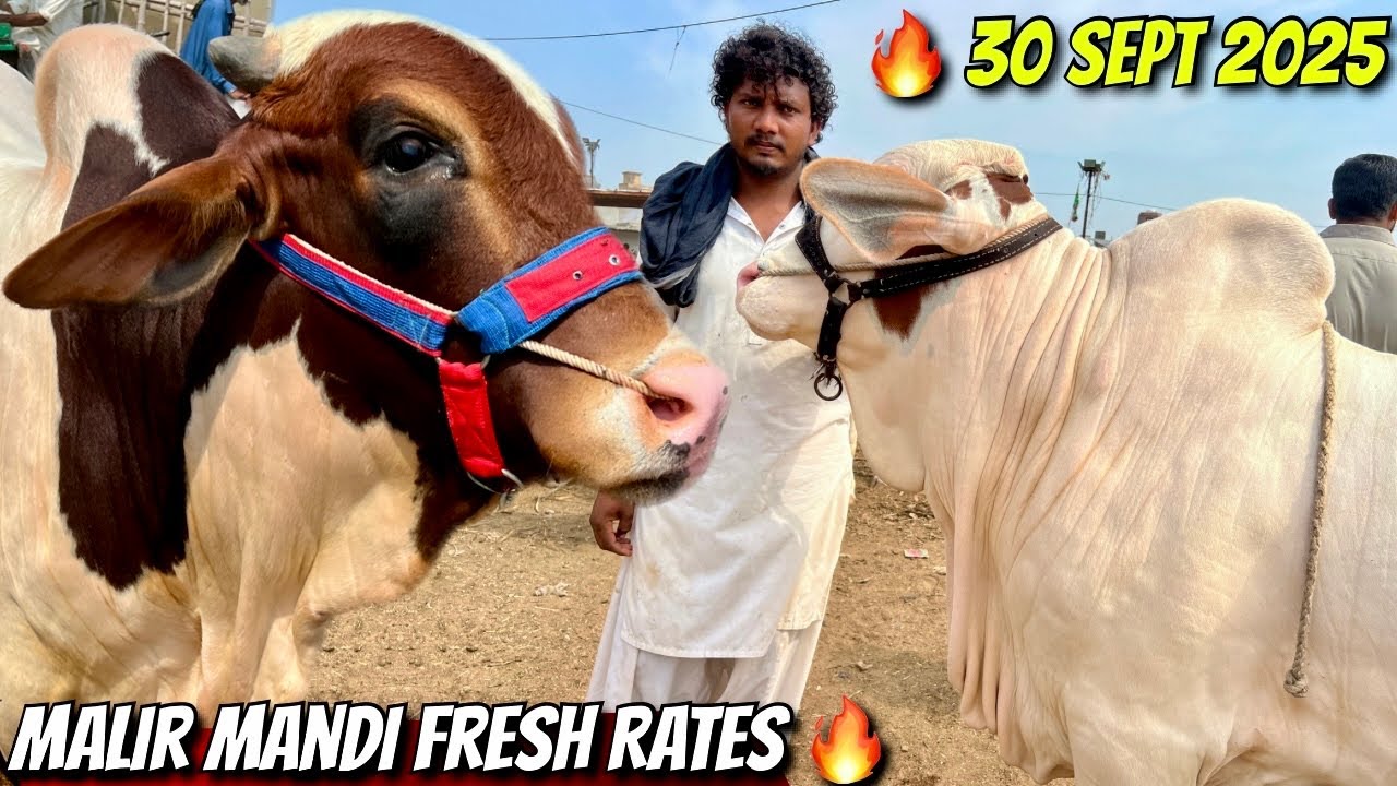 📢 Malir Mandi Latest Rates Update | 30 September 2025 | Qurbani Janwar Prices 🐐🐂