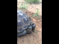 Texas Tortiose in South Texas video