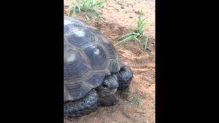 Texas Tortiose in South Texas video